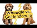 Whoodle vs. Goldendoodle 🐶 Breed Comparison 🐶 🔴 2023 🔴