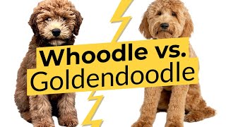 Whoodle vs. Goldendoodle  Breed Comparison   2023