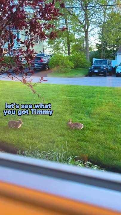Two brother rabbits playing leap frog 🐸 #funny #voiceover #bunny y