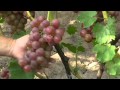 Download виноградник Карпова и Рубель 2015г. виноградник Карпова и Рубель 2015г.