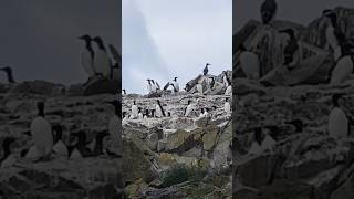 Единственные В Мире Летающие Пингвины 🐧 Живут В Приморском Крае О Карамзина