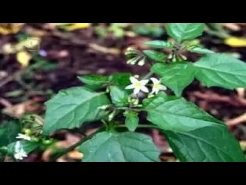 Видео: Семейство Solanaceae