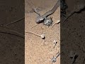 الحية الرقطاء افعى ثعبان حيه داب التغطيه Snake Desert Nature