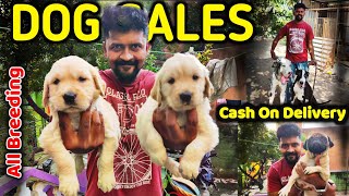 DOG FOR SALES/ALL PUPPYS SALES/CASH ON DELIVERY/KENNELS IN TAMILNADU/NANGA ROMBA BUSY