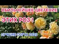THESE ROSES ARE FLOWERING ABUNDS The Best Varieties Of 2025 Urals Zones 2 3