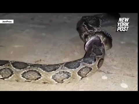 WATCH: Cannibal cobra devours Burmese python whole in rare wild footage