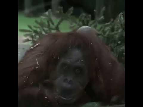 ОРАНгутанги МосКОВСКИй зооПарк Orangutans Moscow Zoo - YouTube