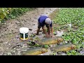 Amazing Hand Fishing In Grass Field |Smart Boy Catching Fish From Grass Field In Dry Season part(84)