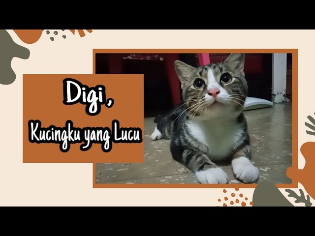 Contoh Teks Deskripsi Digi Kucingku Yang Lucu Youtube