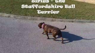 Staffordshire Bull Terrier Life 4 - Training
