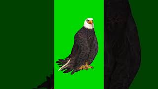 egale green screen effect #greenscreen #shorts