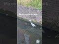 Me On My Way To Work… Fast As This Bird