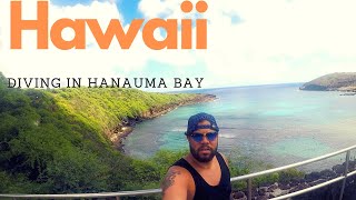Diving at Hanauma Bay , Hawaii- The Wild Yellow Tang