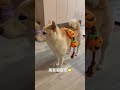 萬聖節豆皮