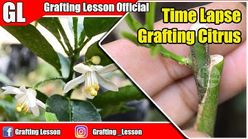Grafting A Citrus Tree Step by Step | Time Lapse Grafting Video