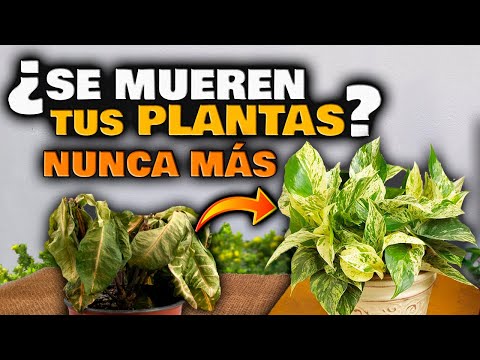 Video: Abonos Naturales Para Floricultura Casera. Parte 2