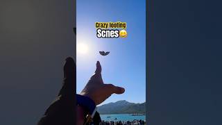 Some crazy Kite Catching Moments #kite #catching #lootingkites #kiteflying