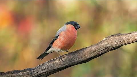 Foto-impressie HBN 1XL (07-11-25)