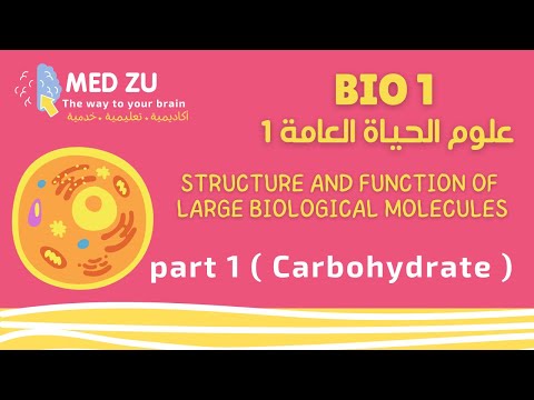 علوم الحياة العامة Bio1 (Structure and Function of Large Biological Molecules) part 1 (carbohydrate)