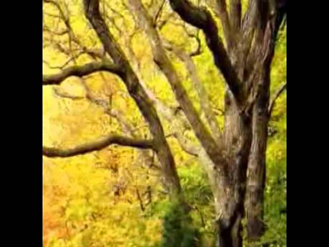 YouTubeでMetal Molly - Surgery for Zebra - 07 Autumn Coloursを視聴 YouTubeでMetal Molly - Surgery for Zebra - 07 Autumn Coloursを視聴