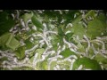 sericulture silkworms kamandhalli crc fist time third moult dispatched