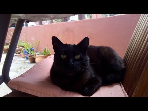 Video: Fettleber Bei Katzen