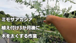 ミモザアカシアを太く育てる芯止め作業