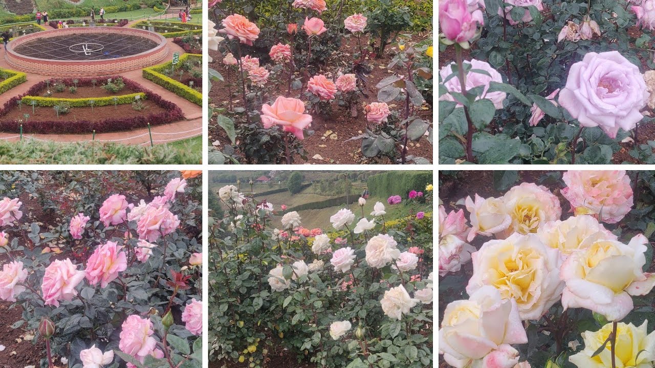Wonderful Rose Garden in Ooty🌹🥀 || Travel Video || Ooty Series