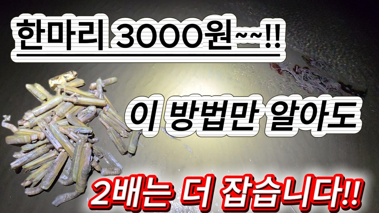 야간 해루질 대맛조개 엄청잡았습니다~!