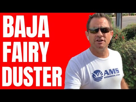 Video: Fairy Duster Cog: Yuav Loj Li Cas Callindra Fairy Duster Shrub