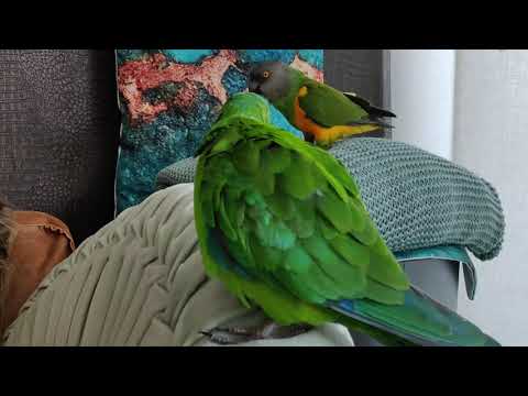 Barraband parakeet sounds