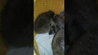 #ямыилюша #помощьбездомнымживотным #raccoon #анапа #море #reels #енотики #юмор #животные #собачки