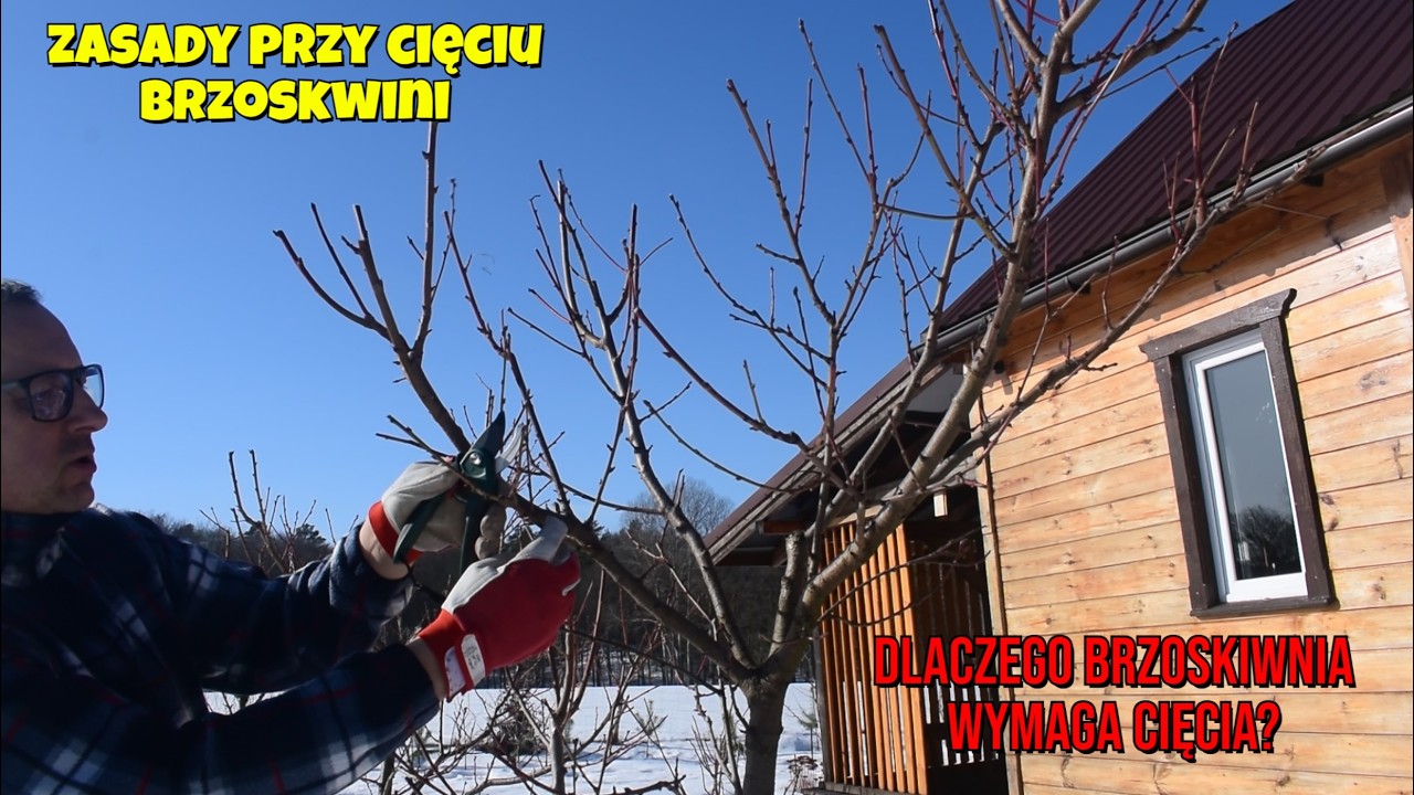 Jak ciąć brzoskwinię? Jakich zasad przestrzegam. Dlaczego przycinanie jest tak ważne? Kiedy?