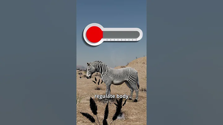 Why Do Zebras Have Stripes? The Surprising Truth! 😱