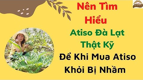 Những Điều Cần Biết Về Hoa Atiso Đà Lạt- Hoa Atiso Xanh _Trà Thảo Mộc Chiêu Loan Đà Lạt