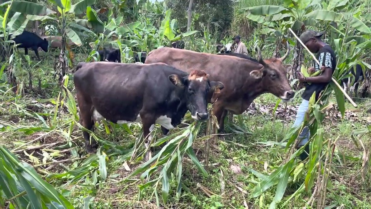 Igishengo kwa sironi #ikigorigori