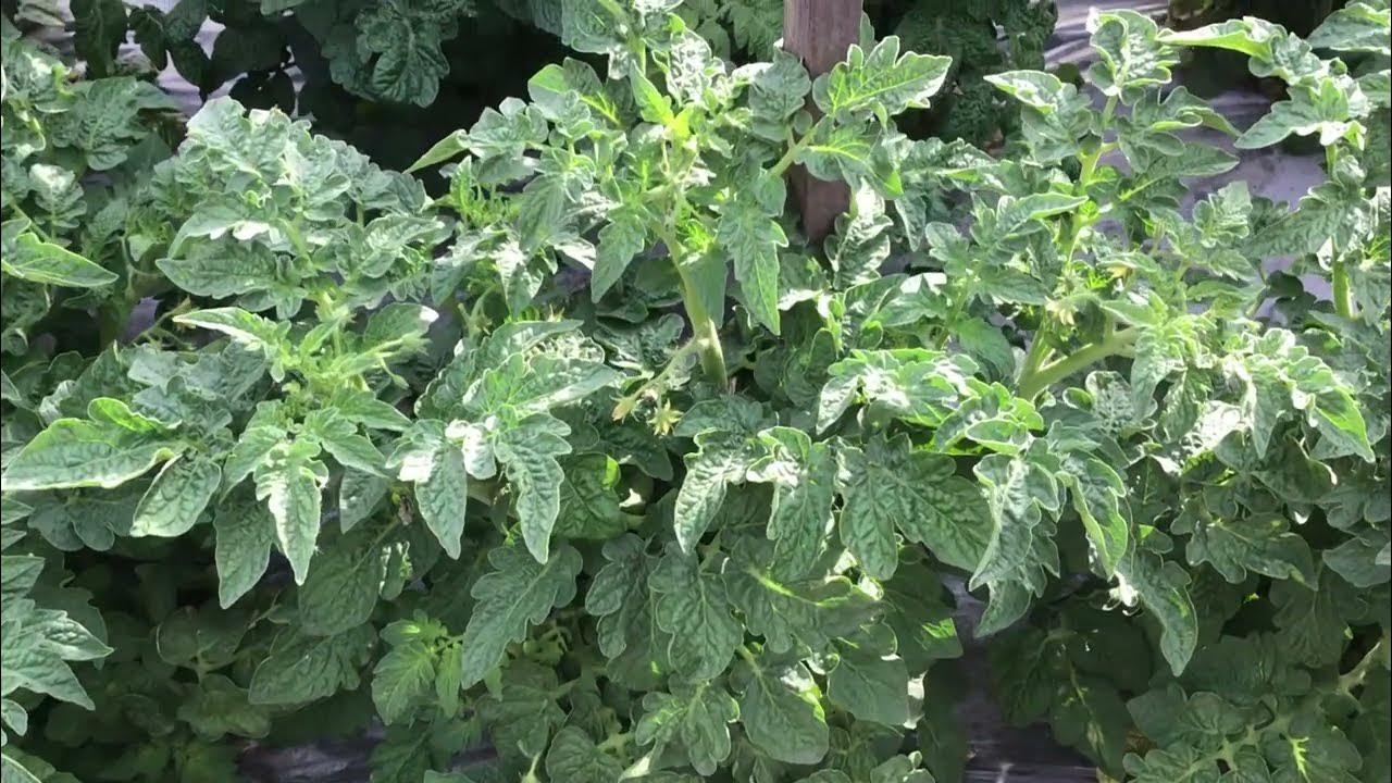 Новинки томатов 2023 года. Томатный Гном Электрик Пинк. Обзор в ...