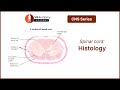 Spinal Cord: Histology