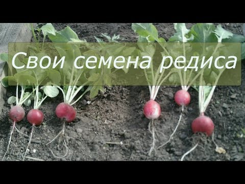 Как собрать семена редиса в домашних условиях