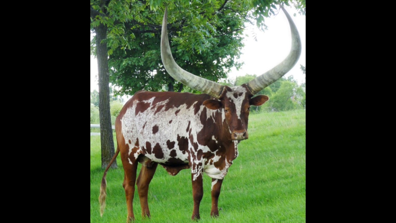 KUOTA NG'OMBE NA MAANA YAKE SEHEM YA 2