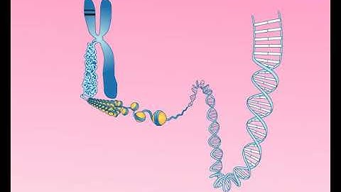 Animation 25.2 Structure of a chromosome