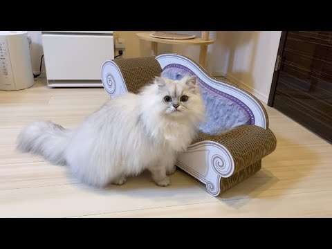 猫に爪とぎソファ（カリカリーナ）をプレゼントしました！
