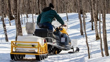 Collecting Sugar Maple Sap: Maple Syrup in Michigan