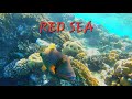 Underwater world of Red Sea in SHARM EL SHEIKH