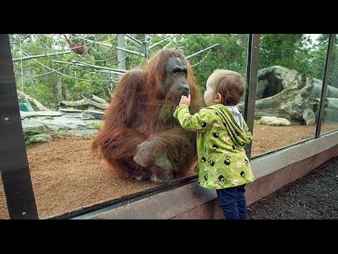 Дети и дикие животные настоящее зоо видео животных Подборка