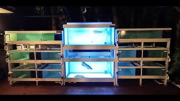 บ้านพี่ดิเรก Overflow ตู้ปลารวม 12 ใบ วันที่ 2 Set 2