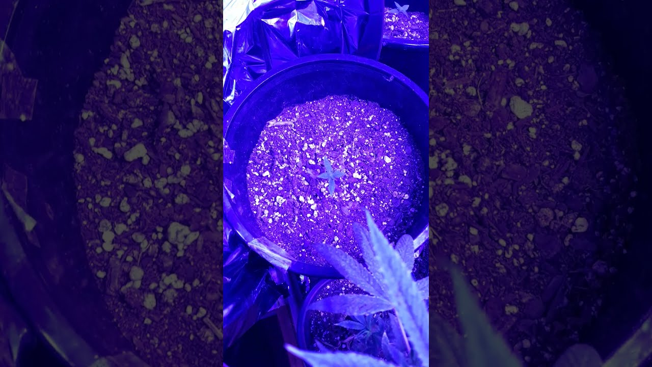 My420GrowRoom.com - how to grow marijuana - Series #4-my420growroom W1D1 day1 January 1st, 2022 p7