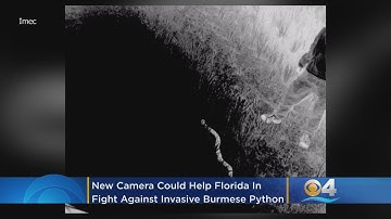 New High Tech Camera Could Help Florida In Fight Against Invasive Burmese Pythons