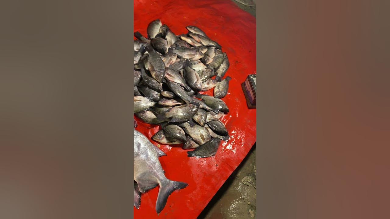 🐠 Fish market Dwarka YouTube