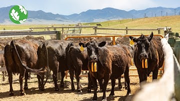 Virtual Fencing Cattle Collars May Help Nature and Ranchers